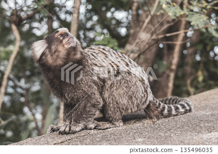 Marmoset Monkey in tropical jungle rainforest Rio de Janeiro Brazil. 135496035