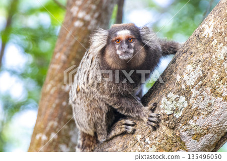 Marmoset Monkey in tropical rainforest tree Rio de Janeiro Brazil. Marmoset Monkey in tropical rainforest tree Rio de Janeiro Brazil. 135496050