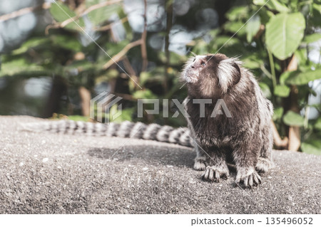 Marmoset Monkey in tropical jungle rainforest Rio de Janeiro Brazil. 135496052