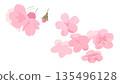 一組櫻花花瓣，點亮春日 | 櫻花、花朵、花瓣、花苞 135496128