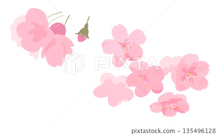 一組櫻花花瓣,點亮春日 | 櫻花、花朵、花瓣、花苞 一組櫻花花瓣,點亮春日 | 櫻花、花朵、花瓣、花苞 135496128