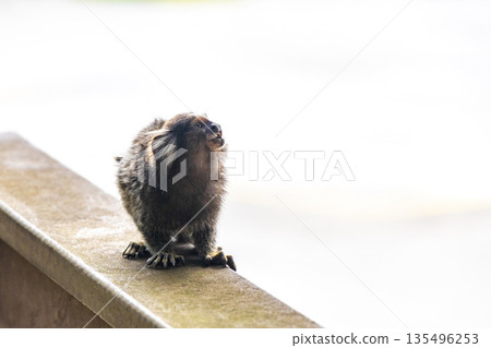 Marmoset Monkey in the city of Rio de Janeiro Brazil. 135496253