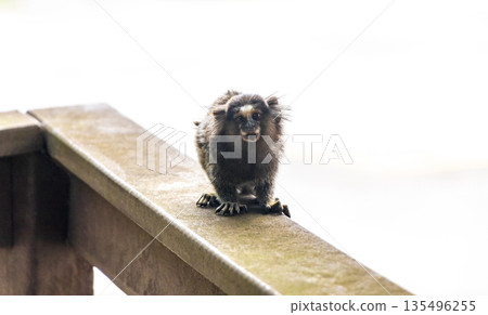 Marmoset Monkey in the city of Rio de Janeiro Brazil. 135496255