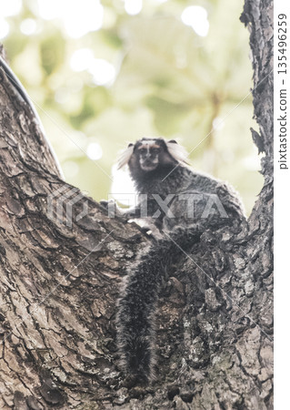 Marmoset Monkey in tropical rainforest tree Rio de Janeiro Brazil. Marmoset Monkey in tropical rainforest tree Rio de Janeiro Brazil. 135496259