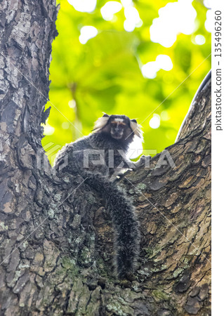Marmoset Monkey in tropical rainforest tree Rio de Janeiro Brazil. Marmoset Monkey in tropical rainforest tree Rio de Janeiro Brazil. 135496260