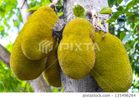 Jackfruit growing on jack tree in Rio de Janeiro Brazil. Jackfruit growing on jack tree in Rio de Janeiro Brazil. 135496264