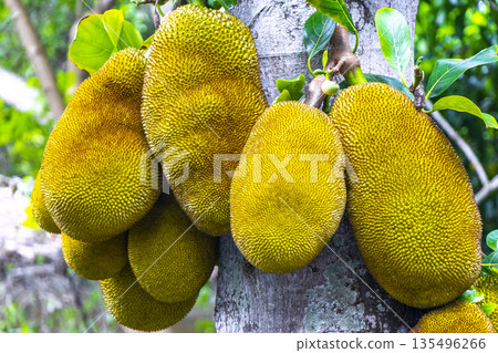 Jackfruit growing on jack tree in Rio de Janeiro Brazil. Jackfruit growing on jack tree in Rio de Janeiro Brazil. 135496266