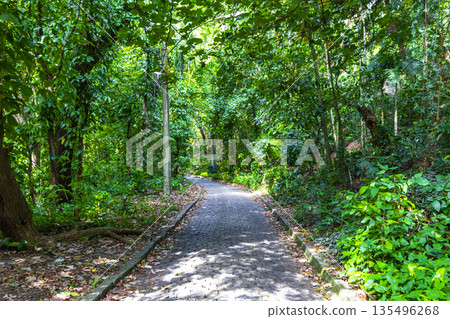 Walking path trail rainforest mountains in Rio de Janeiro Brazil. Walking path trail rainforest mountains in Rio de Janeiro Brazil. 135496268