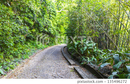 Walking path trail rainforest mountains in Rio de Janeiro Brazil. Walking path trail rainforest mountains in Rio de Janeiro Brazil. 135496272