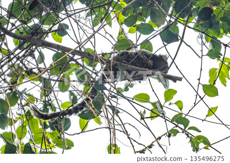 Marmoset Monkey in tropical rainforest tree Rio de Janeiro Brazil. 135496275