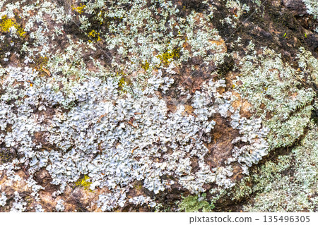 Stone rock texture with green moss and lichen in Brazil. Stone rock texture with green moss and lichen in Brazil. 135496305