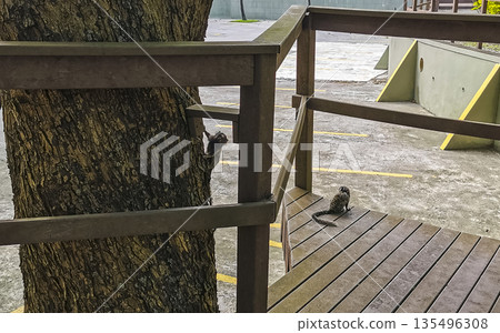 Marmoset Monkeys in tropical rainforest tree Rio de Janeiro Brazil. Marmoset Monkeys in tropical rainforest tree Rio de Janeiro Brazil. 135496308