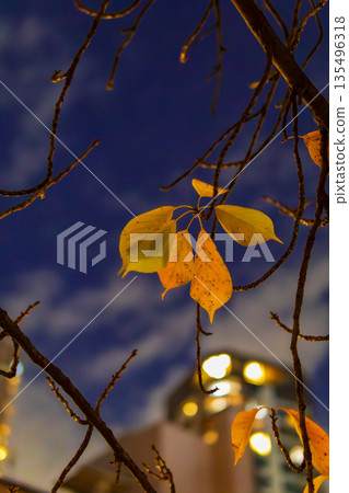 City night: dead leaves illuminated by streetlights City night: dead leaves illuminated by streetlights 135496318
