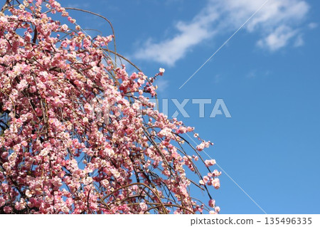 Blue sky and pink weeping plum blossoms 135496335