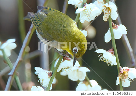 White-eye that sucks the nectar of plum blossoms White-eye that sucks the nectar of plum blossoms 135496353