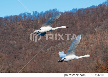 A pair of swans flying together under a blue sky 135496400