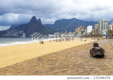 Pigeon at Ipanema Beach Tropical Storm Rio de Janeiro Brazil. 135496470