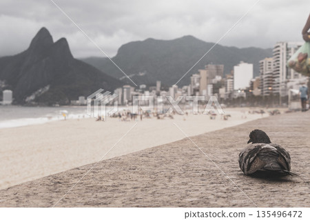 Pigeon at Ipanema Beach Tropical Storm Rio de Janeiro Brazil. 135496472