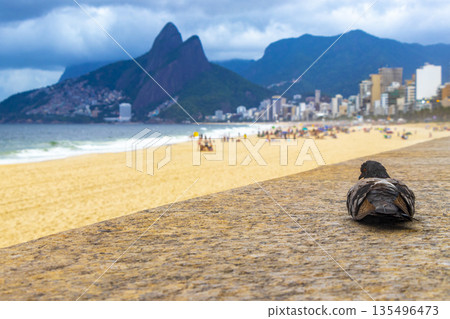 Pigeon at Ipanema Beach Tropical Storm Rio de Janeiro Brazil. 135496473