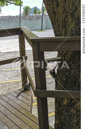 Marmoset Monkeys in tropical rainforest tree Rio de Janeiro Brazil. 135496487