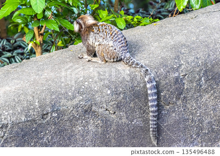 Marmoset Monkey in tropical jungle rainforest Rio de Janeiro Brazil. Marmoset Monkey in tropical jungle rainforest Rio de Janeiro Brazil. 135496488