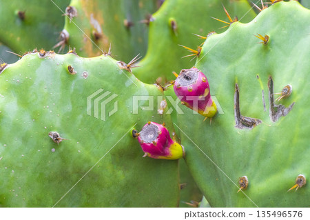Cactus and cacti plants in tropical nature in Brazil. 135496576