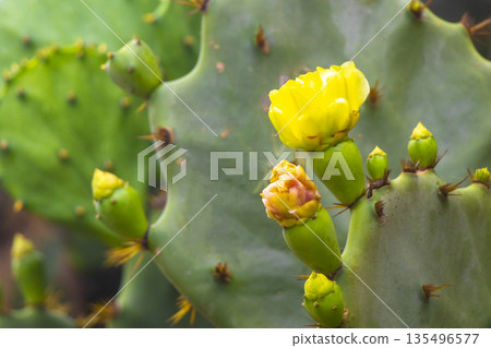 Cactus and cacti plants in tropical nature in Brazil. Cactus and cacti plants in tropical nature in Brazil. 135496577