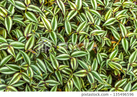 Tropical plants flowers leaves leaf texture pattern in Brazil. 135496596