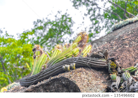 Cactus and cacti plants in tropical nature in Brazil. 135496602