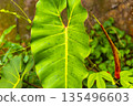 Green tropical plants flowers leaves leaf tree trees nature Brazil. 135496603