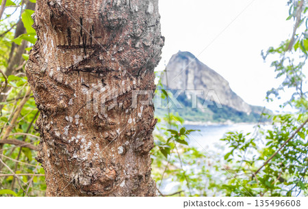 Tropical brown tree bark texture with moss scratches colors Brazil. 135496608