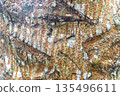 Tropical brown tree bark texture with moss scratches colors Brazil. 135496611