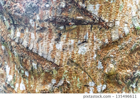 Tropical brown tree bark texture with moss scratches colors Brazil. 135496611