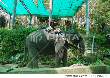 Elephants in Phuket, Thailand Elephants in Phuket, Thailand 135496693