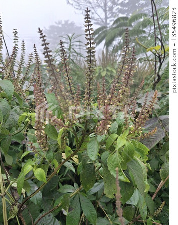 Dense green foliage framing slender upright flower spikes with tiny pink blossoms 135496823