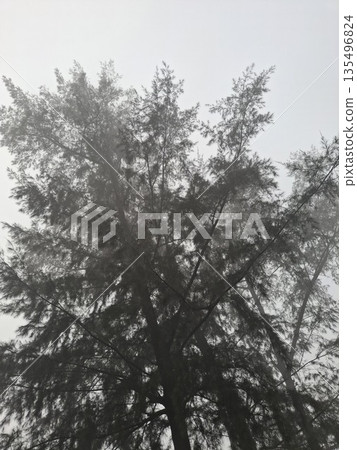 Foggy morning scene with tall pine trees shrouded in mist and overcast sky Foggy morning scene with tall pine trees shrouded in mist and overcast sky 135496824
