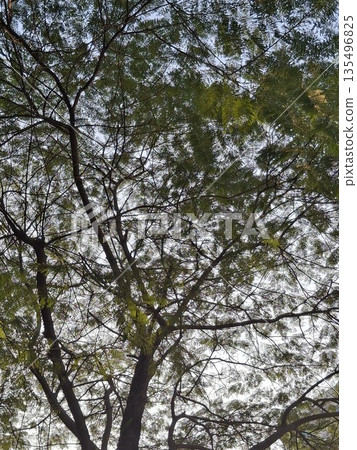 Looking Up Through A Leafy Canopy Of Tall Trees On A Bright Day Looking Up Through A Leafy Canopy Of Tall Trees On A Bright Day 135496825