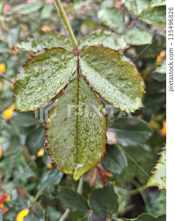 Macro shot of vibrant green rose leaves with dew, showcasing glossy texture and serrated edges 135496826
