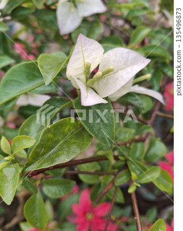 Close-up of white and green leaves with pink flowers in garden during daytime Close-up of white and green leaves with pink flowers in garden during daytime 135496873