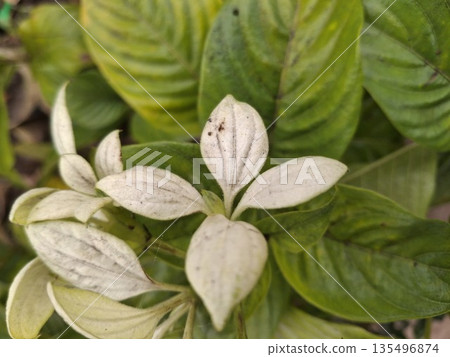 Creamy White Leaf Cluster on Green Shrub in Garden-Close-Up Foliage for Decorative Plant Styling Creamy White Leaf Cluster on Green Shrub in Garden-Close-Up Foliage for Decorative Plant Styling 135496874