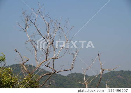 View of the mountains of Thailand.View of the mountains, green gardens and the sea of Thailand. View of the mountains of Thailand.View of the mountains, green gardens and the sea of Thailand. 135496907