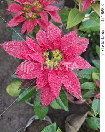Close-up of vibrant red poinsettia flower with water droplets, green leaves, and natural outdoor setting Close-up of vibrant red poinsettia flower with water droplets, green leaves, and natural outdoor setting 135496908