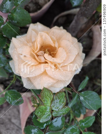 Peach Rose In Dewy Garden Setting With Green Leaves And Wet Petals Peach Rose In Dewy Garden Setting With Green Leaves And Wet Petals 135496909
