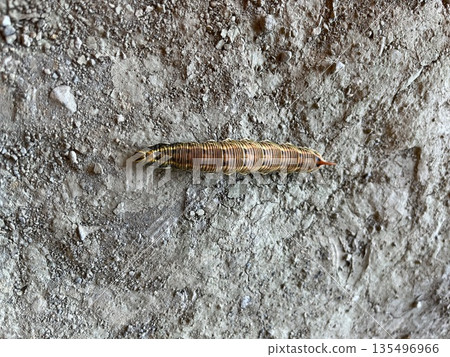 Caterpillar observation @ school ☆mar_lapin 135496966