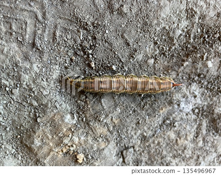 Caterpillar observation @ school ☆mar_lapin Caterpillar observation @ school ☆mar_lapin 135496967