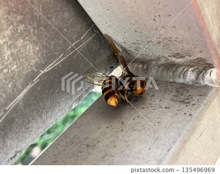 Insect observation @ school ☆mar_lapin Insect observation @ school ☆mar_lapin 135496969