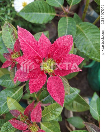 Close-up of vibrant red poinsettia flower with water droplets, green leaves, and natural outdoor setting 135497042