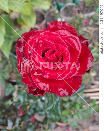 Close-Up Red Variegated Rose Bloom in Garden With Dark Green Leaves 135497045