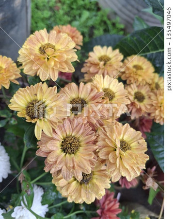 Colorful peach and yellow flowers in a garden with lush green leaves on a bright sunny day 135497046
