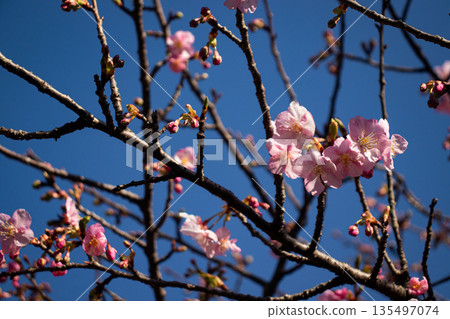 Cherry blossom buds and flowers beginning to bloom. An image of the arrival of spring and a new life. 135497074